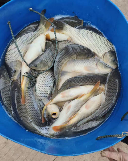 鲤鱼
