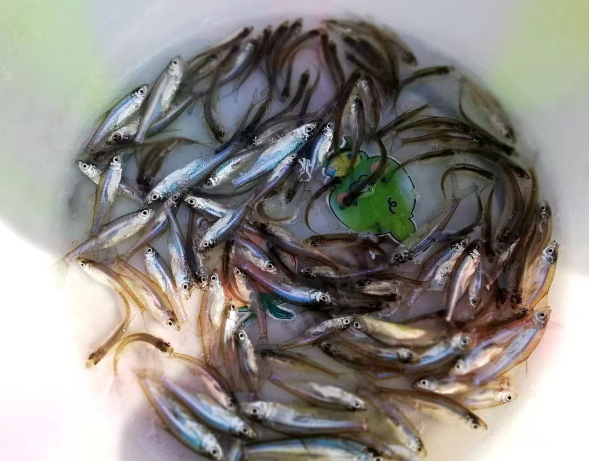 翘嘴鱼苗