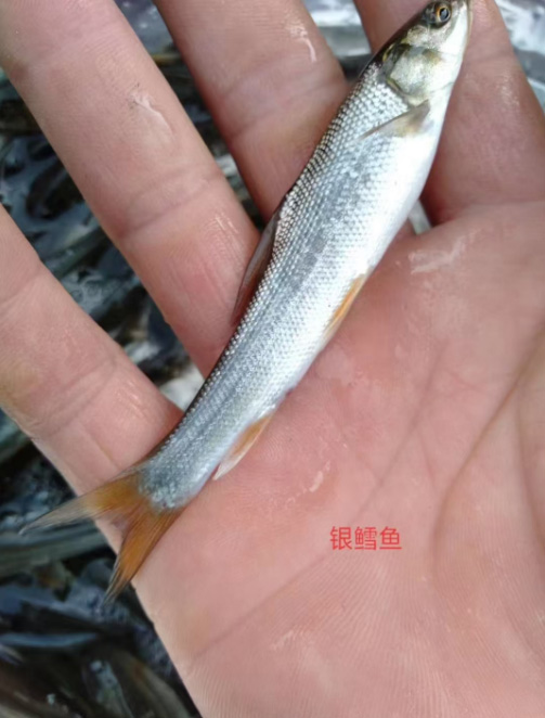 银鳕鱼